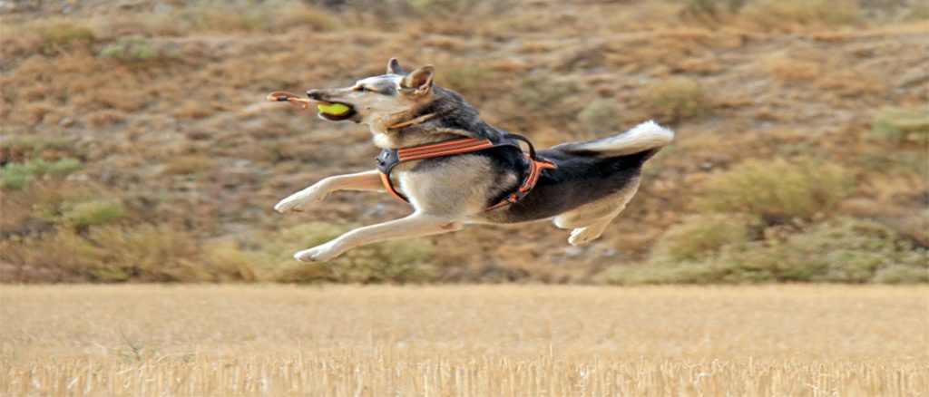 juego perros zaragoza