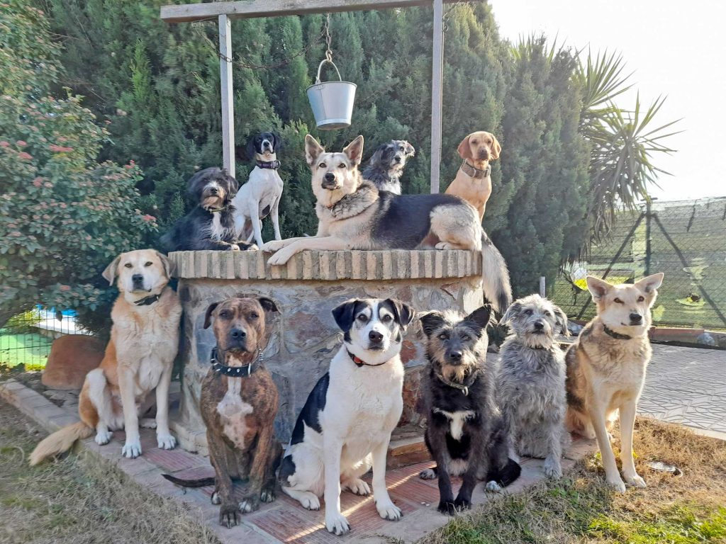 adiestradores perros zaragoza